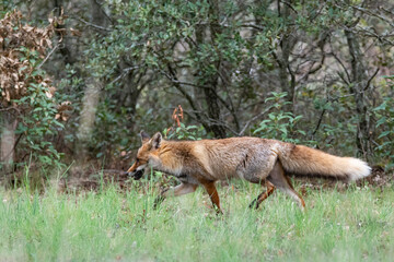"Red fox in forest clearing &ndash; Vulpes vulpes"
