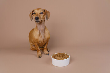 Dachshund sitting near bowl of dry food against brown background great for pet nutrition product...