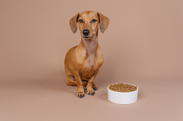 Dachshund dog sitting upright next to bowl of food against beige background useful for pet feeding...