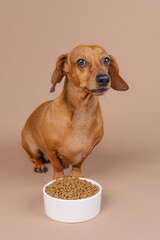 Dachshund seated beside full bowl of kibble, ideal for pet nutrition, mindful eating or portion...