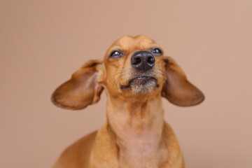 Funny dachshund dog portrait  on a beige background