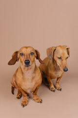 Dachshunds side by side looking up – curiosity and pet attention concept