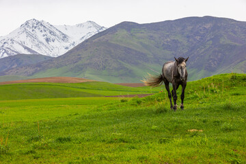 Serene horse standing in grassy field at mountainous region