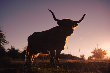 Highland cow silhouette during sunset