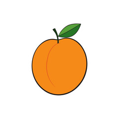 apricot fruit on white background   .svg