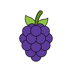 blackberry fruit on white background   .svg