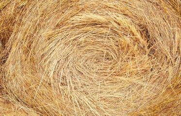 Straw bale texture background. Close-up of a hay bale. Stacks of hay stacked in a field.