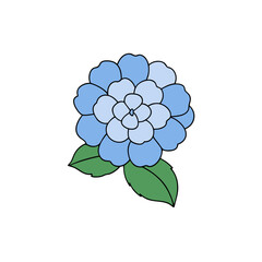 hydrangea flower  full concept on white background.svg