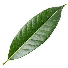 Obraz premium A single vibrant green leaf with prominent veins isolated on a black background