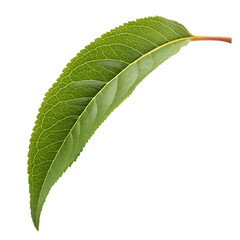 Fototapeta premium Close up of a single green leaf with prominent veins on a black background