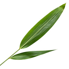 Two vibrant green bamboo leaves with prominent veins on a stark black background