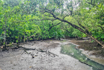 Lush Mangrove Forest with Tidal Creek