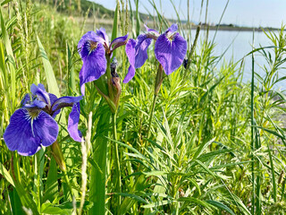 Wild lilac irises bloom in Akhlestyshev Bay on Russian Island in Vladivostok in summer