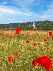 Getreidefeld mit roten Mohnblumen bei Pähl, Oberbayern, Bayern, Deutschland, Europa