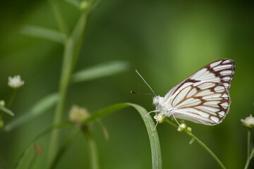 A white butterfly sitting on grass