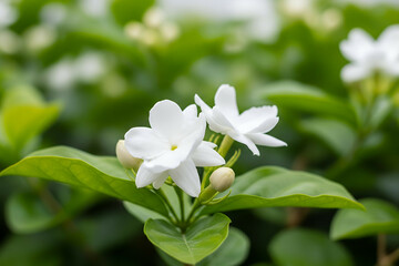 Obraz premium White jasmine blooms with leaves in garden, detailed macro shot with bokeh. Perfect for nature, tropical, and botanical backgrounds.