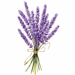 Obraz premium Lavender bouquet tied with twine on a white background 