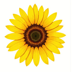 Fototapeta premium Bright yellow sunflower with petals radiating in full bloom 