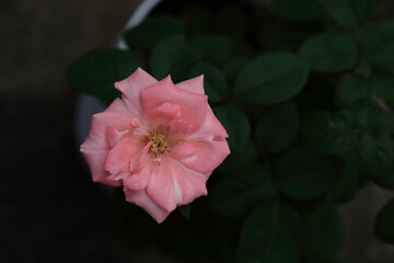 Close-up of peach rose in the home garden