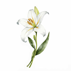 Fototapeta premium White lily flower with green leaves on a white background 
