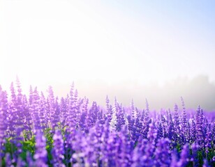 Fototapeta premium Lavender fields wrapped in soft light,やわらかな光に包まれるラベンダー畑 