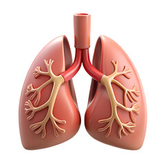 3d Render Of Human Lungs With Bronchial Tree
