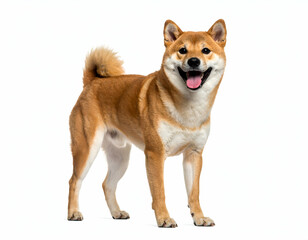 Joyful Shiba Inu Dog Happy Grin, Curled Tail, Isolated White Background