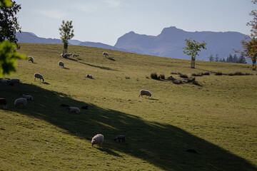 sheep in the mountains in UK