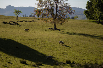 sheep on the hill in UK