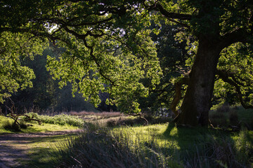 trees in the forest in UK