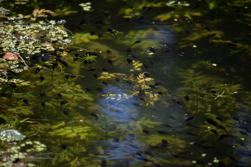 water flowing into the forest in UK