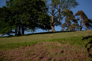 a walk in the woods in UK