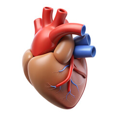 Realistic 3d Anatomical Illustration Of Human Hear (1)