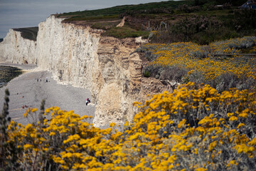 yellow flowers on a cliff seven sisters in UK