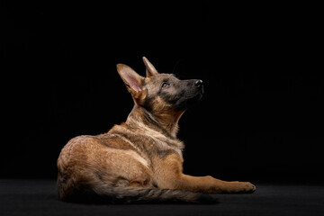 A wolfdog puppy lies down with its head slightly raised, appearing alert against a black...