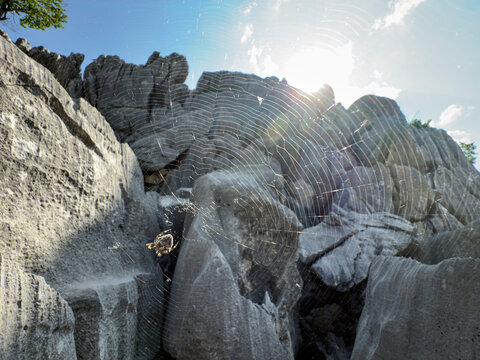 A gray poisonous spider species that creates a web between two rocks in wild mountains and the texture of the complex rocks