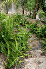 
Lush green fern plants (Nephrolepis species) growing along a rocky path in a forested area with a waterfall in the background.