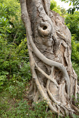 A gnarled banyan tree (Ficus benghalensis) with thick, twisting aerial roots, surrounded by lush green foliage.