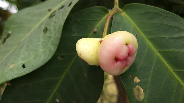 Low angle shot of pink Rose apple, scientifically known as Syzygium jambos. It's also known as Water Apple or Watery Rose Apple. It's referred to as Plum Rose or Pomarrosa.