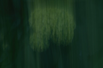 Abstract close-up of green hydrangea against moody foliage. Horizontal floral banner with space for...
