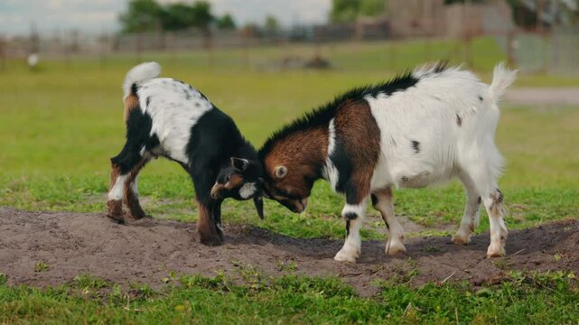 Two young goats with spotted coats playfully butting heads in a light-hearted clash on a farm pasture