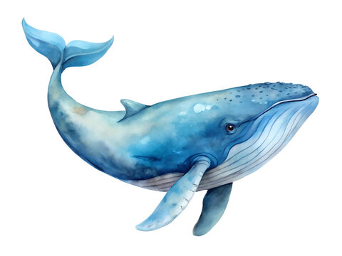 Blue Whale Watercolor Painting on Transparent Background, Watercolor Clipart Illustration With Isolated Background.