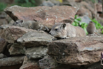 Rock Hyrax