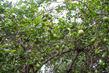 Lemon on branches