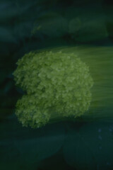 Soft focus lime green hydrangea bloom with dark green leaves. Minimal floral background for summer...