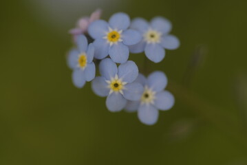 Obraz premium Myosotis bleux