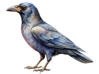 Obraz premium Watercolor Painting of a Crow on Transparent Background, Watercolor Clipart Illustration With Isolated Background.