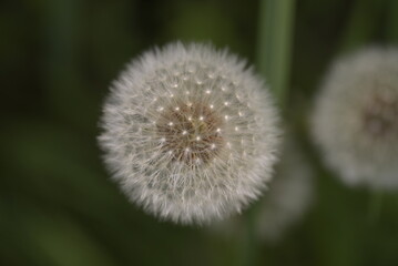 Pissenlit avec aigrettes