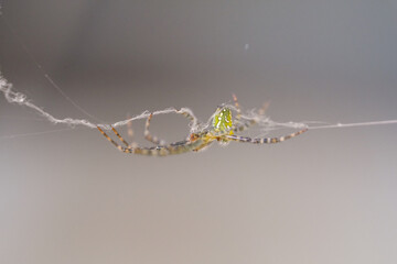 Macrophotography of Yellow Garden Spider crawling on a thin thread of web. Closeup shot of an...