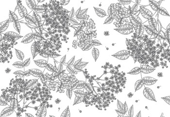 Elderflower seamless pattern. Elder flowers and berries on white background. Vector illustration vintage.